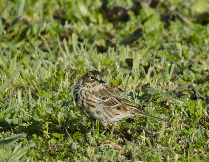 Motacillidae da determinare